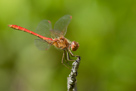 Sympetrum meridionale